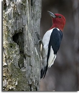 Red-headed Woodpecker, Carolina Sandhills NWR