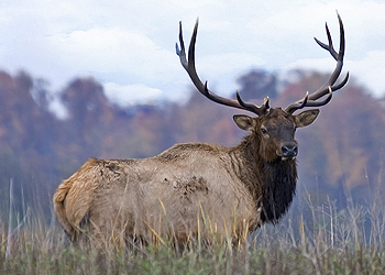 Kentucky Elk Bull