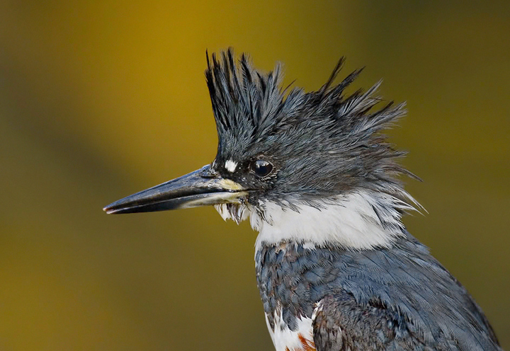 Belted Kingfisher Portrait
