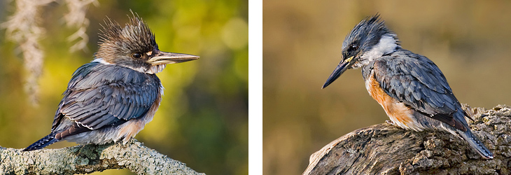 Belted Kingfishers on Perch