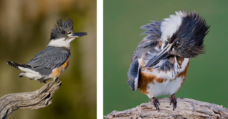 Belted Kingfisher Preening