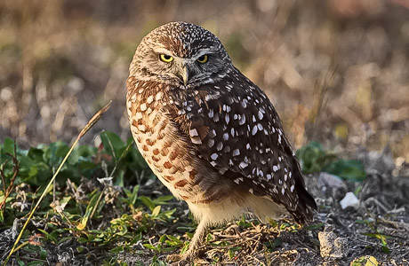 Burrowing Owl - Eric Gerber