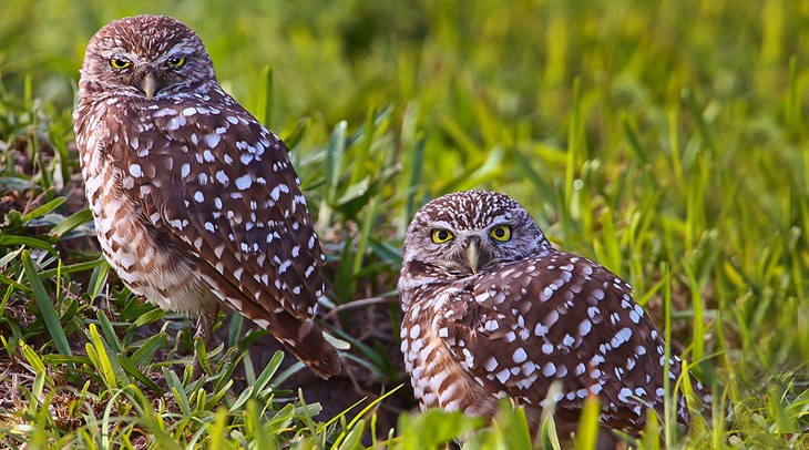Burrowing Owls - Eric Gerber