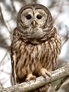 Barred Owl - Jim Flowers