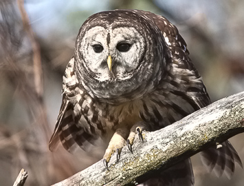 Barred Owls - Jim Flowers