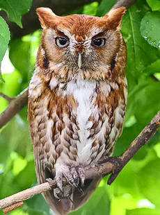 Eastern Screech owl - Eric Gerber