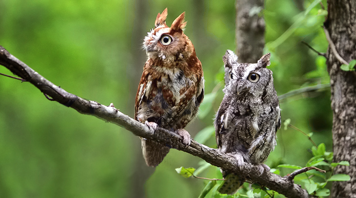 Eastern Screech Owls (Otus asio), Gray and Red Morph - Larry Hitchens