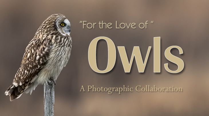 Short-eared Owl - Jim Flowers