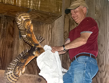 Cathing a Barn Owl 2 - Larry Hitchens