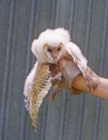 Barn Owl fledgling- Larry Hitchens