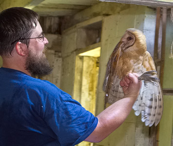 Barn Owl scientific study- Larry Hitchens