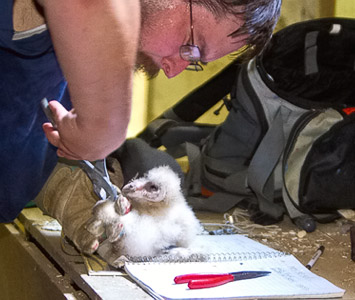 Measuring a Barn Owl - Larry Hitchens