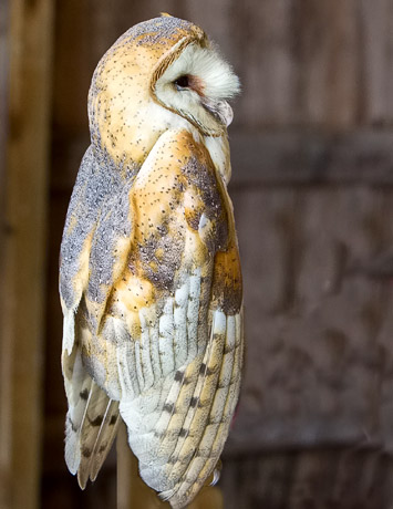 Barn Owl, the night hunter - Larry Hitchens