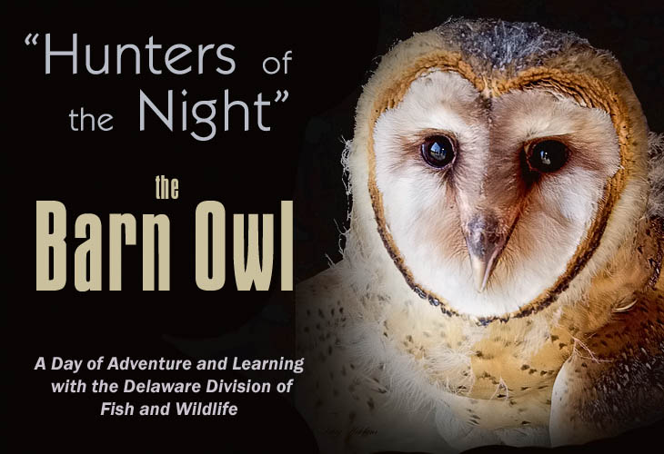 Hunters of the Night, the Barn Owl - Larry Hitchens