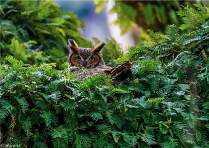 Nesting Great Horned Owl - Robert Strickland