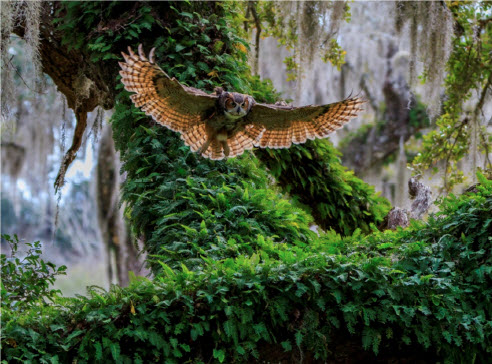 Great Horned Owl in flight - Robert Strickland
