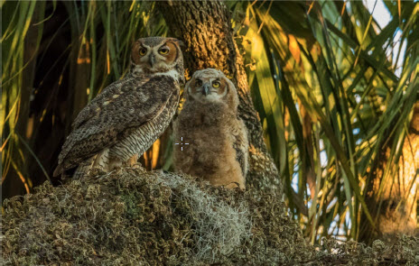 Great Horned Owl and Owlet - Robert Strickland