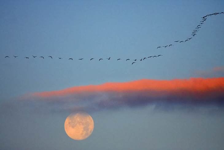 Sunrise Snow Geese and the setting Perigee Moon above the Raymond Pool