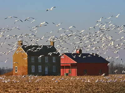Greater Snow geese invade a Whitehall Neck Road farm