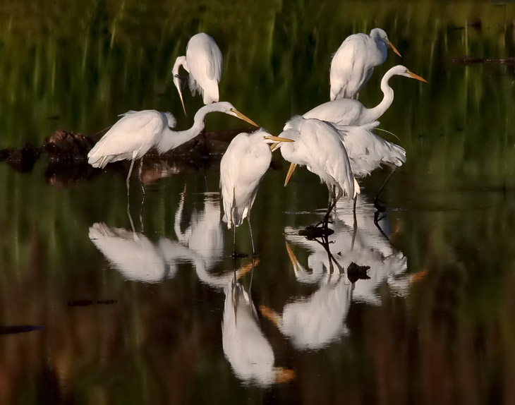 'The Circle', Great Egrets in the Bear Swamp Pool