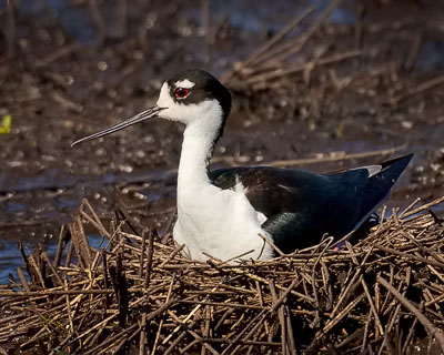 Nesting Black-necked Stilt