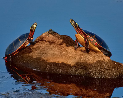 Eastern Painted Turtles basking on a stump in the Bear Swamp Pool