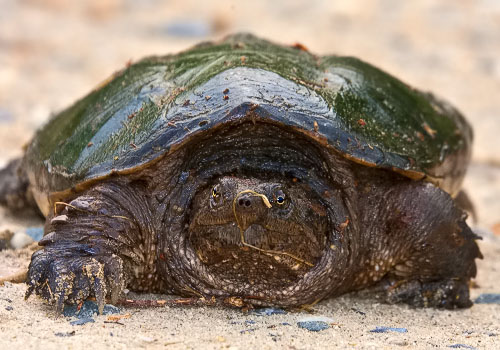 A Snapping Turtle pauses along the Finis pool access road