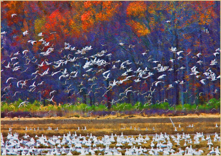 An 'abstract' Fall photographic scene with Snow Geese arriving on a crisp late October day