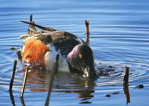 A Northern Shoveler prowls the waters of Shearness