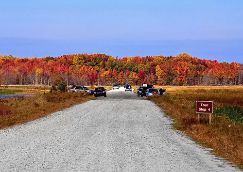 A view of the fall foliage from the Shearness Pool Auto Tour route.