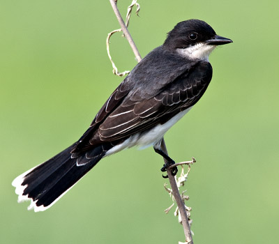 An Eastern Kingbird finds a perch along side the auto tour route