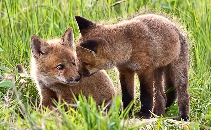 Red Fox Kits explore their surroundings and each other on a springtime morning