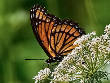 Viceroy Butterfly on Queen Anne's Lace