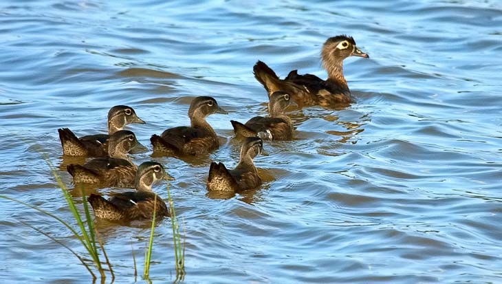 A Wood duck mother and brood swimming in the Bear Swamp Pool