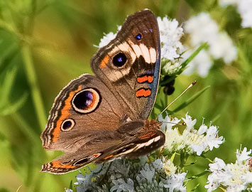 Common Buckeye Butterfly, Bombay Hook NWR