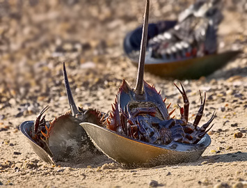 Delaware Bay Horseshoe Crabs