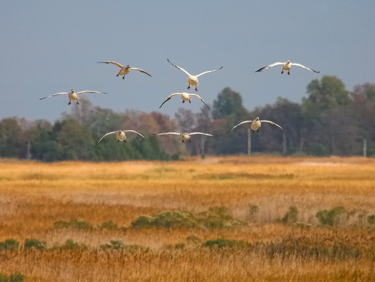 Snow Geese on approach as viewed from the observation tower