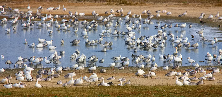 Greater Snowgeese at a Woodland Beach pond