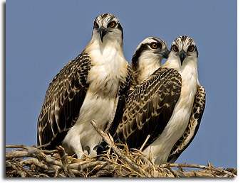 Osprey Chicks