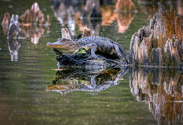Alligator in Woody Pond at Harris Neck - Joe Kegley
