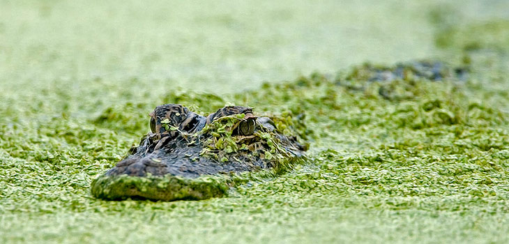 American Alligator in Woody Pond at Harris Neck National Wildlife Refuge- Joe Kegley