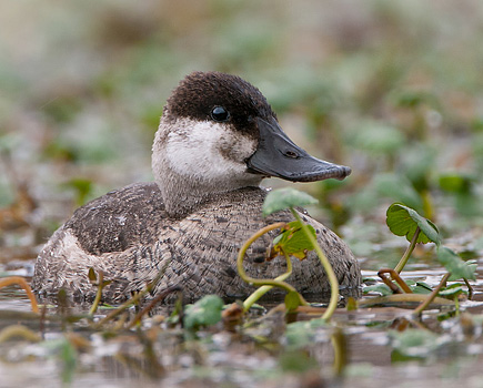 Ruddy Duck in Greenhead Pond at Harris Neck NWR - Joe Kegley