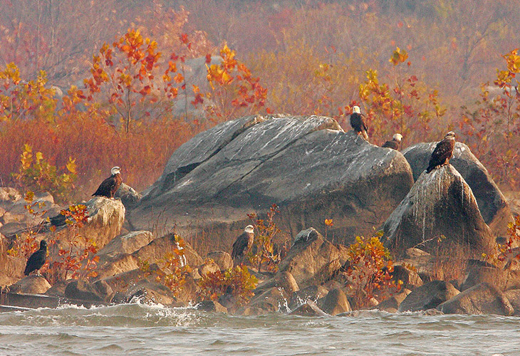 Eagle group, Conowingo Dam - Robert Kemmerlin