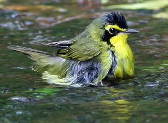 Kentucky Warbler Bathing