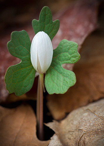 Bloodroot Blossom, South Mountians State Park