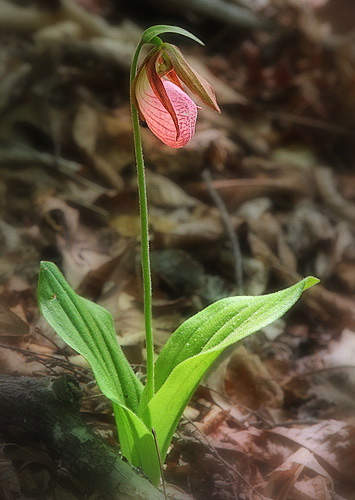 Pink Lady's Slipper, South Mountians State Park