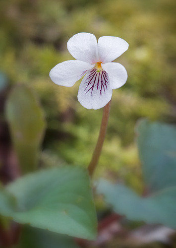 Sweet White Violet, South Mountians State Park