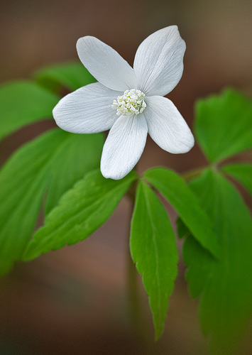 Wood Anemone, South Mountians State Park