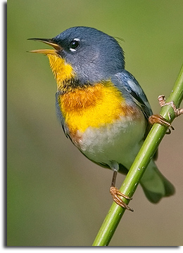 Northern Parula, Forty Acre Rock