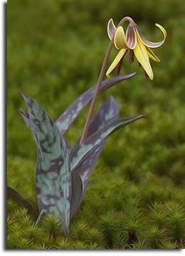 Trout Lily, Forty Acre Rock